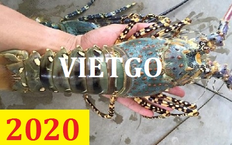 Cơ hội giao thương – Đơn hàng Cả Năm: Cơ hội xuất khẩu Tôm Hùm sang thị trường Hồng Kông