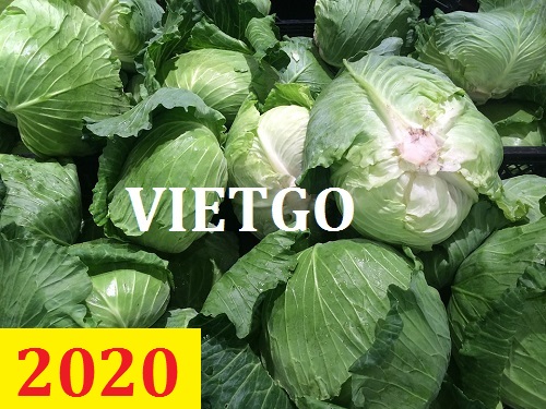 Cơ hội giao thương – Đơn hàng Thường Xuyên - Cơ hội xuất khẩu Cải Bắp sang thị trường Nga