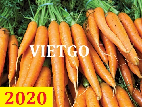 Cơ hội giao thương – Đơn hàng thường xuyên – Cơ hội xuất khẩu Cà Rốt sang thị trường Ai Cập và Oman.