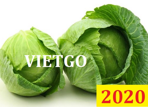 Cơ hội giao thương Đặc biệt – Đơn hàng Cả Năm - Cơ hội xuất khẩu Cải Bắp sang thị trường Dubai