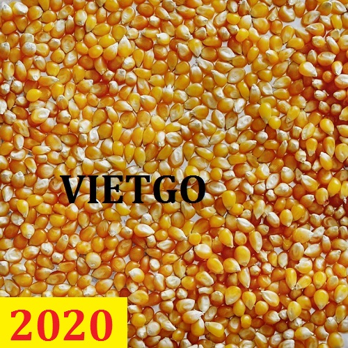 Cơ hội giao thương – Đơn hàng Cả Năm  - Cơ hội xuất khẩu Ngô Hạt sang thị trường Ấn Độ