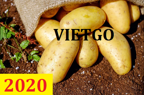 Cơ hội giao thương – Đơn hàng Thường Xuyên - Cơ hội xuất khẩu Khoai Tây sang thị trường Thụy Điển