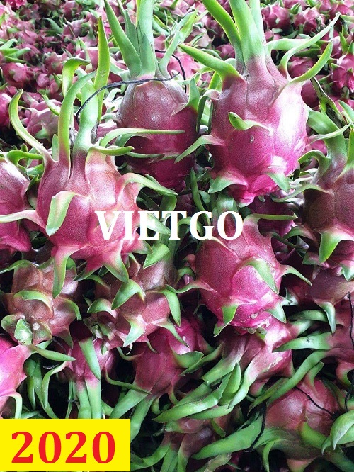 Cơ hội giao thương – Đơn hàng thường xuyên – Cơ hội xuất khẩu Quả Thanh Long sang thị trường Ai Cập và Oman.