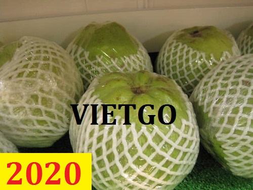Cơ hội giao thương – Đơn hàng thường xuyên – Cơ hội xuất khẩu Quả Ổi sang thị trường Ai Cập và Oman.