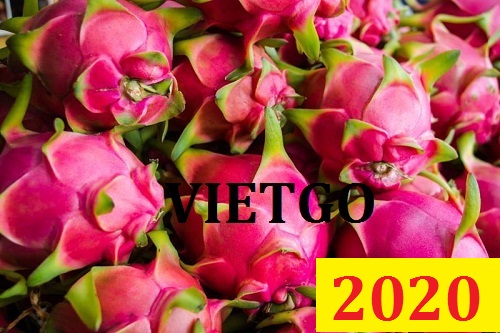Cơ hội giao thương Đặc biệt – Đơn hàng Cả Năm - Cơ hội xuất khẩu Thanh Long sang thị trường Dubai