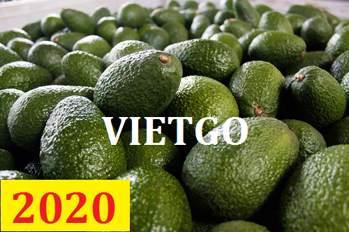 Cơ hội giao thương – Đơn hàng Cả Năm - Cơ hội xuất khẩu Quả Bơ sang thị trường Thổ Nhĩ Kỳ
