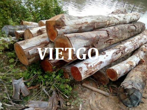 Cơ hội giao thương - Cơ hội xuất khẩu Gỗ bạch đàn tròn sang Ai Cập
