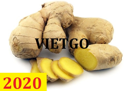 Cơ hội giao thương – Đơn hàng Cả Năm - Cơ hội xuất khẩu Gừng tươi sang thị trường Dubai
