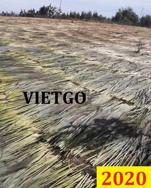 Cơ hội giao thương Đặc Biệt – Đơn hàng Thường Xuyên - Cơ hội xuất khẩu Chổi Chít  sang thị trường Pakistan