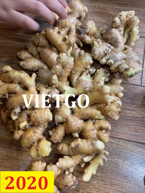 Cơ hội giao thương – Đơn hàng thường xuyên – Cơ hội xuất khẩu Gừng Tươi sang thị trường Mỹ.