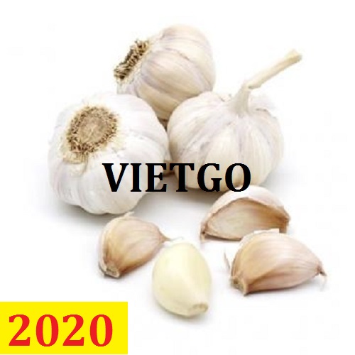 Cơ hội giao thương – Đơn hàng thường xuyên – Cơ hội xuất khẩu Tỏi trắng sang thị trường Congo.