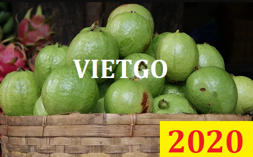 Cơ hội giao thương Đặc Biệt  – Đơn hàng Cả Năm - Cơ hội xuất khẩu Quả Ổi sang thị trường UAE