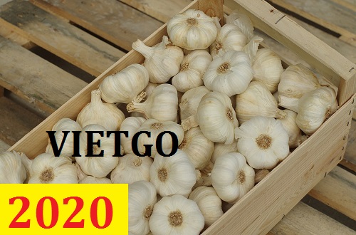 Cơ hội giao thương – Đơn hàng Cả Năm - Cơ hội xuất khẩu Tỏi Trắng sang thị trường Mỹ