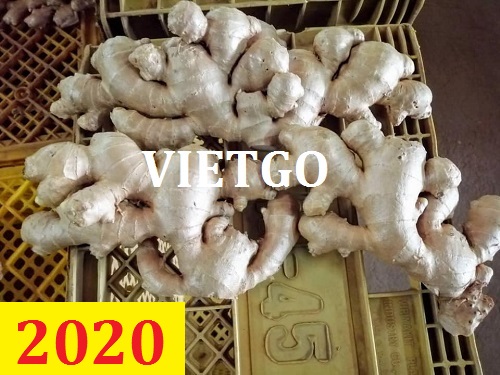 Cơ hội giao thương – Đơn hàng thường xuyên - Cơ hội xuất khẩu gừng tươi sang thị trường Bangladesh.
