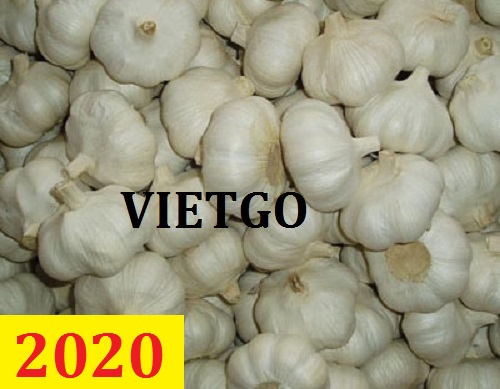 Cơ hội giao thương – Đơn hàng thường xuyên - Cơ hội xuất khẩu tỏi tươi sang thị trường Bangladesh.