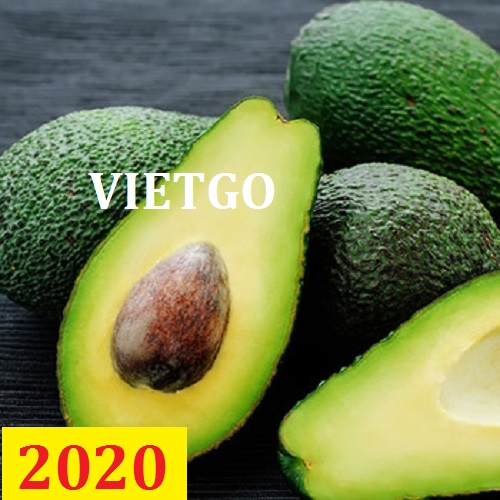 Cơ hội giao thương – Đơn hàng thường xuyên - Cơ hội xuất khẩu bơ tươi sang thị trường Ả Rập.