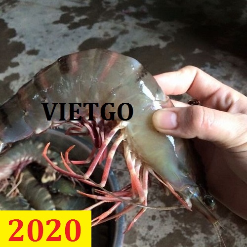 Cơ hội giao thương – Đơn hàng Cả Năm – Cơ hội xuất khẩu 1 conatiner 40 ft Tôm sú sang thị trường UAE