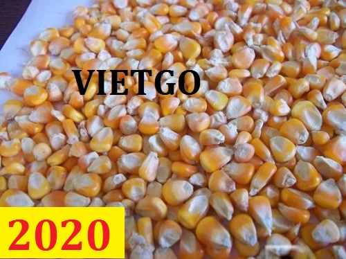Cơ hội giao thương – Đơn hàng Cả Năm - Cơ hội xuất khẩu Ngô Hạt sang thị trường Mozambique