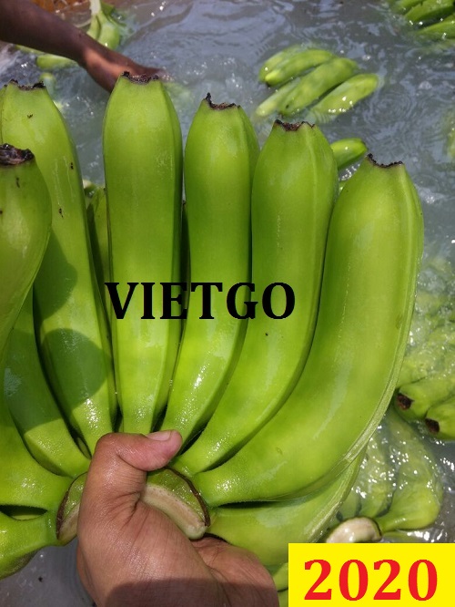 Cơ hội giao thương – Đơn hàng thường xuyên - Cơ hội xuất khẩu chuối xanh sang thị trường Lavita.