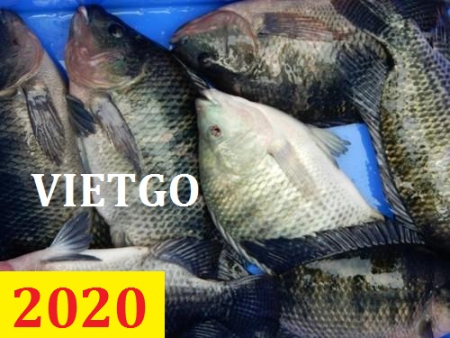 Cơ hội giao thương – Đơn hàng cả năm – Cơ hội xuất khẩu Cá rô phi đen sang Cộng hòa Dominica