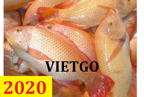 Cơ hội giao thương – Đơn hàng Cả Năm – Cơ hội xuất khẩu 5 container Cá rô phi sang thị trường Châu Âu