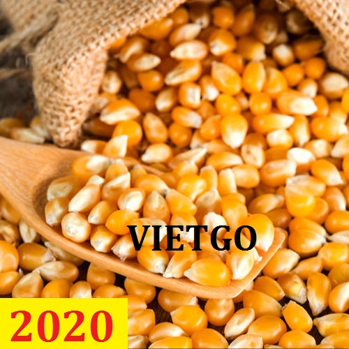 Cơ hội giao thương – Đơn hàng Cả Năm - Cơ hội xuất khẩu Ngô Hạt sang thị trường Bangladesh