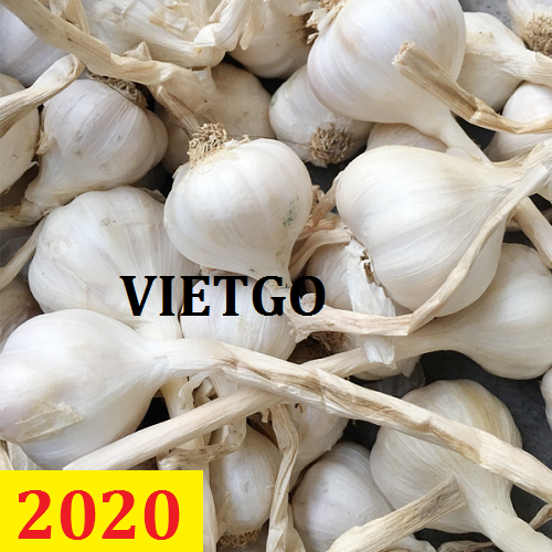 Cơ hội giao thương – Đơn hàng Cả Năm - Cơ hội xuất khẩu Tỏi Trắng sang thị trường UAE