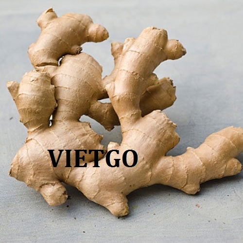 Cơ hội giao thương – Đơn hàng hấp dẫn - Cơ hội xuất khẩu gừng củ đến thị trường Bangladesh.