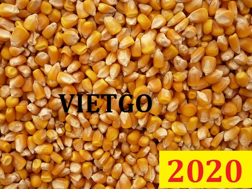 Cơ hội giao thương Đặc Biệt – Đơn hàng Cả Năm - Cơ hội xuất khẩu Ngô Hạt sang thị trường Bangladesh