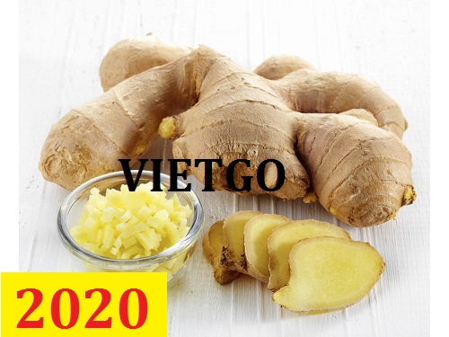 Cơ hội giao thương – Đơn hàng Cả Năm - Cơ hội xuất khẩu Gừng Tươi sang thị trường Mỹ