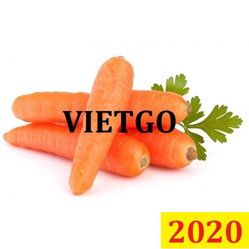 Cơ hội giao thương – Đơn hàng đặc biệt thường xuyên - Cơ hội xuất khẩu cà rốt sang thị trường Maldives.