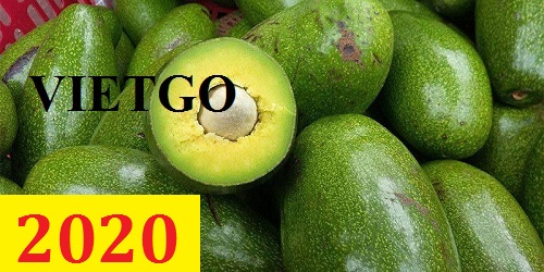 Cơ hội giao thương – Đơn hàng Cả Năm - Cơ hội xuất khẩu quả bơ sang thị trường Qatar.