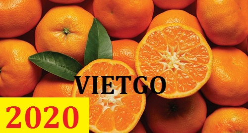 Cơ hội giao thương – Đơn hàng Cả Năm - Cơ hội xuất khẩu Quả Cam sang thị trường Qatar.