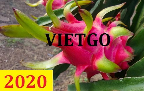 Cơ hội giao thương – Đơn hàng thường xuyên - Cơ hội xuất khẩu thanh long đến thị trường Bangladesh.