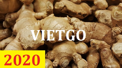 Cơ hội giao thương – Đơn hàng Cả Năm - Cơ hội xuất khẩu Gừng Tươi sang thị trường Pakistan