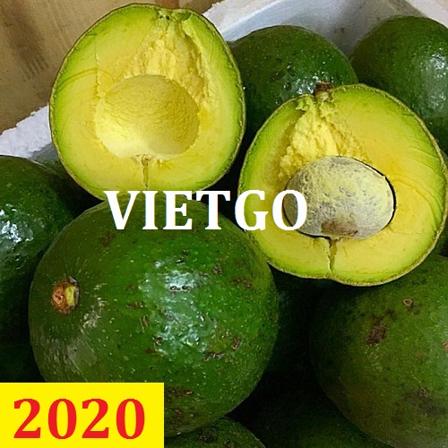 (MS) Cơ hội giao thương – Đơn hàng Cả Năm - Cơ hội xuất khẩu Quả Bơ sang thị trường Ấn Độ