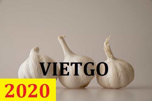 Cơ hội giao thương – Đơn hàng Cả Năm - Cơ hội xuất khẩu Tỏi Trắng sang thị trường Mỹ