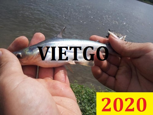 Cơ hội giao thương Đặc biệt – Đơn Hàng Cả Năm – Cơ hội xuất khẩu Cá cơm khô cho một công ty Thái Lan vô cùng tiềm năng