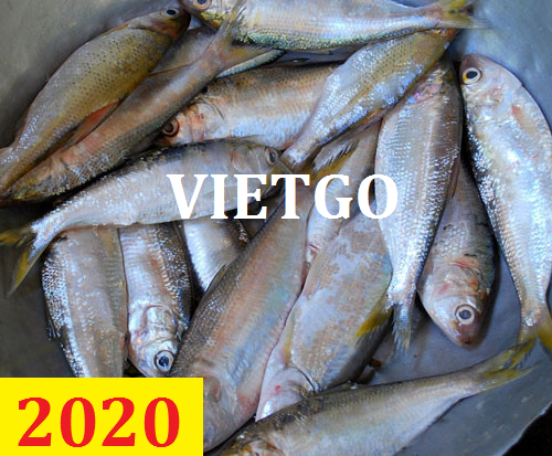 Cơ hội giao thương – Đơn hàng thường xuyên – Cơ hội xuất khẩu Cá Ngừ và Cá Mòi đông lạnh sang thị trường Ai Cập đầy tiềm năng.