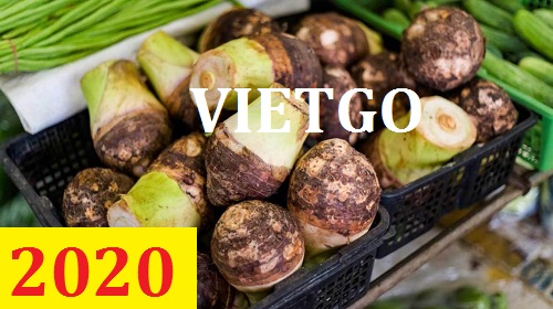 Cơ hội giao thương – Đơn hàng Cả Năm - Cơ hội xuất khẩu Khoai Môn sang thị trường Dubai