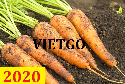 Cơ hội giao thương – Đơn hàng Cả Năm - Cơ hội xuất khẩu Cà Rốt sang thị trường Dubai