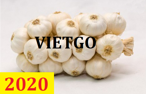 Cơ hội giao thương – Đơn hàng Cả Năm - Cơ hội xuất khẩu Tỏi Trắng sang thị trường Indonesia