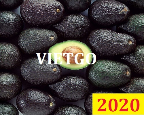 Cơ hội giao thương Đặc Biệt Cả Năm – Cơ hội xuất khẩu Quả Bơ cho vị khách hàng quen thuộc của VIETGO