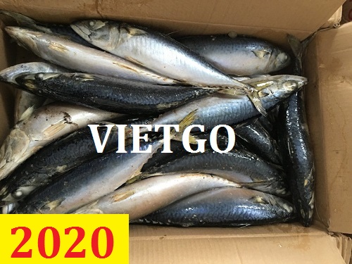 Cơ hội giao thương – Đơn hàng cả năm – Cơ hội xuất khẩu cá thu cho vị khách hàng người Mauritius