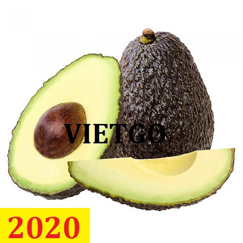 MS - Cơ hội giao thương – Đơn hàng Cả Năm - Cơ hội xuất khẩu quả bơ sang thị trường Nga.