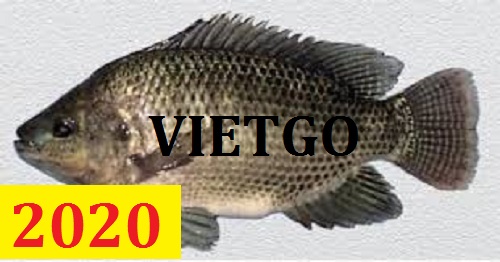 Cơ hội giao thương – Đơn hàng Cả Năm – Cơ hội xuất khẩu Rô Phi Đen sang thị trường Li-Băng.