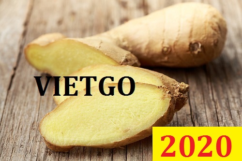 Cơ hội giao thương Đặc Biệt – Đơn hàng Cả Năm - Cơ hội xuất khẩu Gừng Tươi sang thị trường Bangladesh
