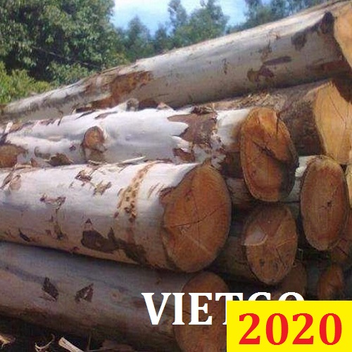 Cơ Hội Giao Thương Đặc Biệt - Đơn Hàng Thường Xuyên – Cơ Hội Xuất Khẩu Gỗ Bạch Đàn Tròn Sang Thị Trường Sri Lanka.