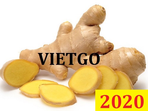 Cơ hội giao thương Đặc Biệt – Đơn hàng Cả Năm - Cơ hội xuất khẩu Gừng Tươi sang thị trường Nga