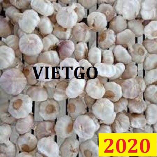 Cơ hội giao thương - Đơn hàng đặc biệt thường xuyên - Cơ hội xuất khẩu Tỏi trắng sang thị trường Dubai.